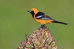 Hooded Oriole